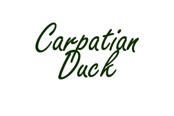 Carpatian Duck